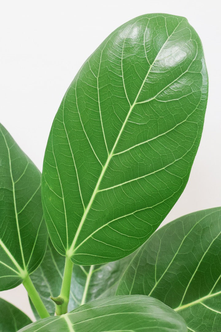 【フィカス ベンガレンシス】太い幹と趣のある全体のフォルム。このような樹形はめったに出会えません！