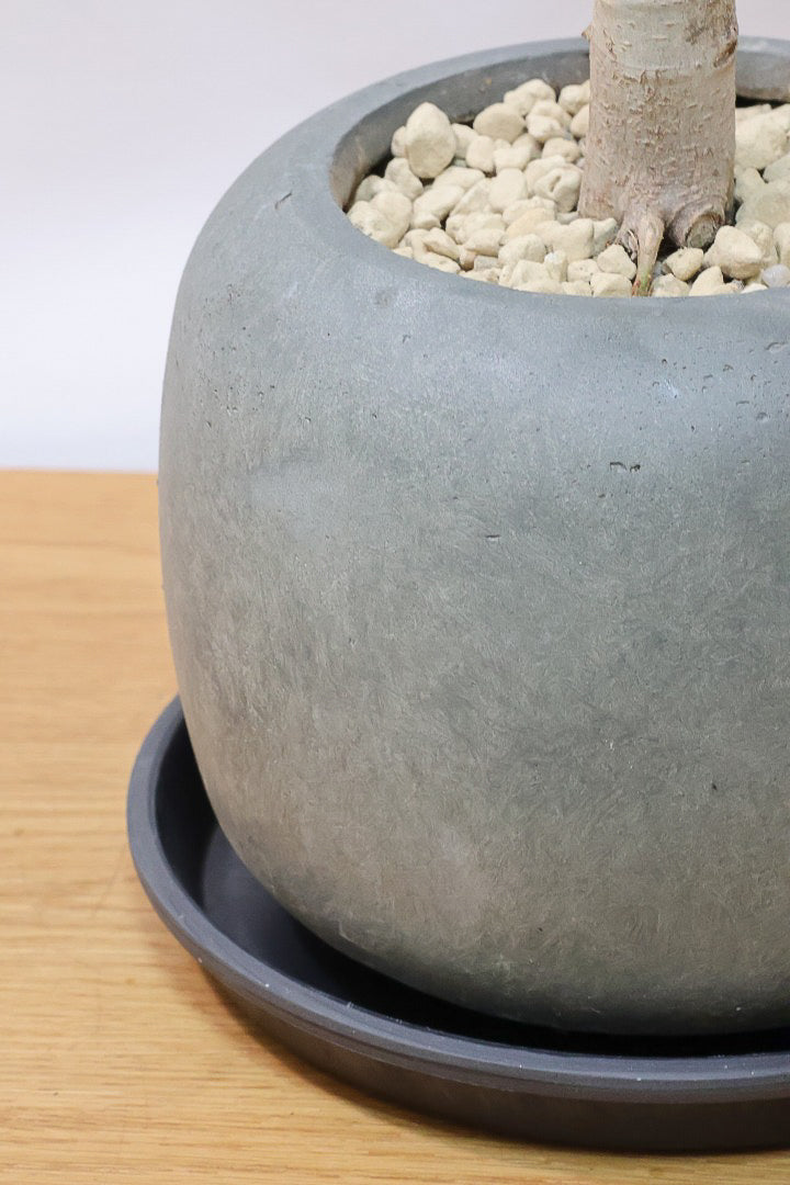 【フィカス ベンガレンシス】太い幹と趣のある全体のフォルム。このような樹形はめったに出会えません！