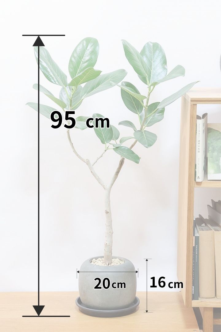 【フィカス ベンガレンシス】太い幹と趣のある全体のフォルム。このような樹形はめったに出会えません！