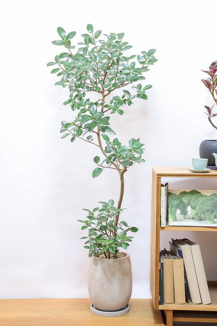 【フランスゴム】ボリュームのあるタイプ！シンプルでイイ感じの樹形なのでお部屋のシンボルツリーにいかがでしょうか？