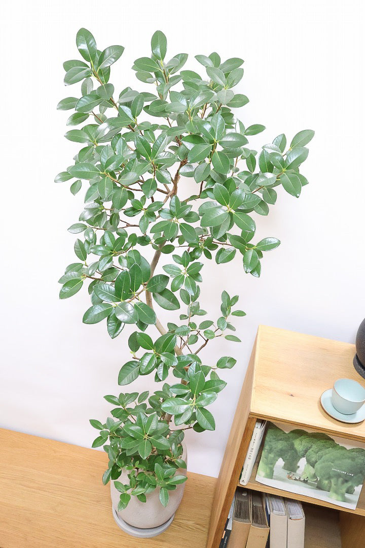 【フランスゴム】ボリュームのあるタイプ！シンプルでイイ感じの樹形なのでお部屋のシンボルツリーにいかがでしょうか？