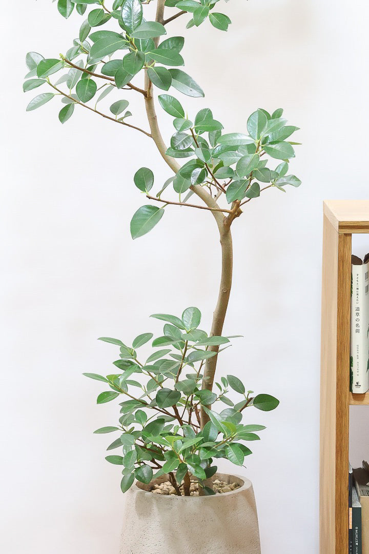 【フランスゴム】ボリュームのあるタイプ！シンプルでイイ感じの樹形なのでお部屋のシンボルツリーにいかがでしょうか？