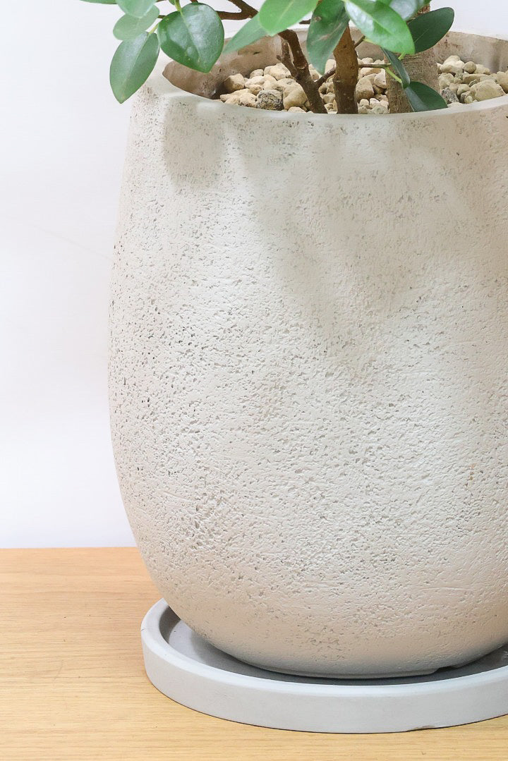 【フランスゴム】ボリュームのあるタイプ！シンプルでイイ感じの樹形なのでお部屋のシンボルツリーにいかがでしょうか？