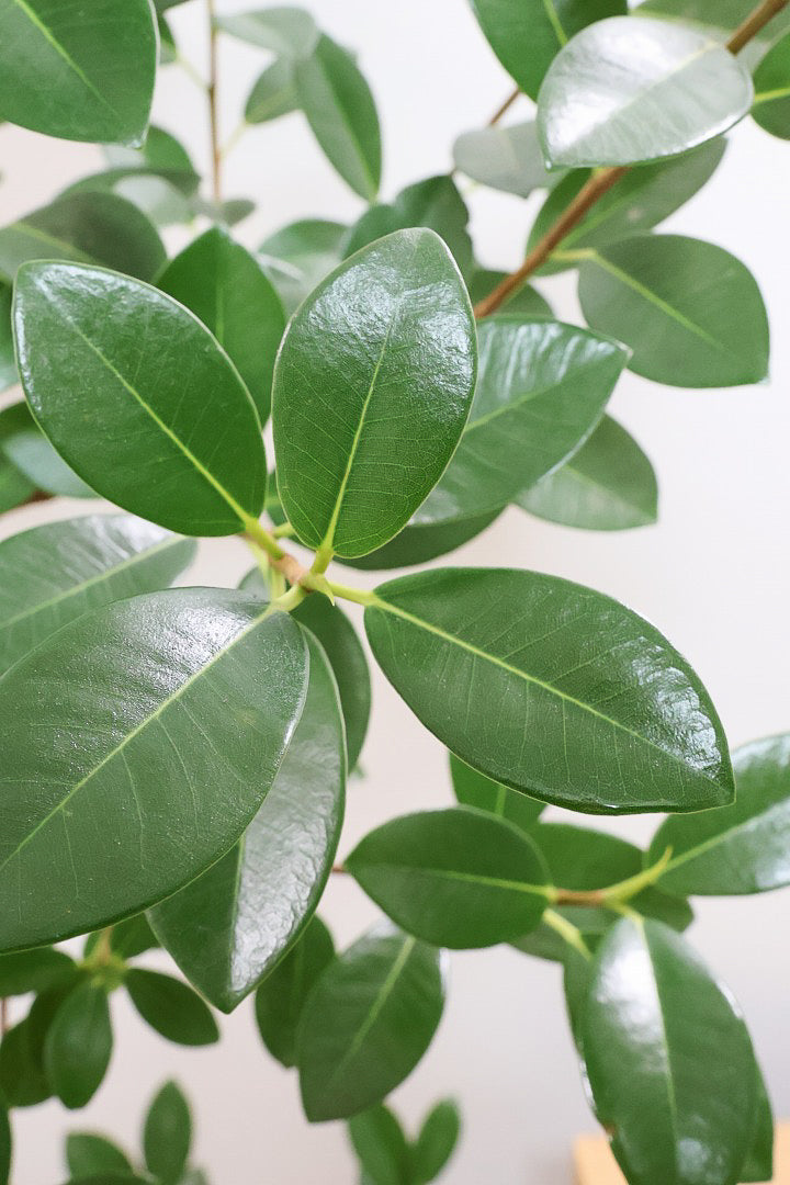 【フランスゴム】ボリュームのあるタイプ！シンプルでイイ感じの樹形なのでお部屋のシンボルツリーにいかがでしょうか？