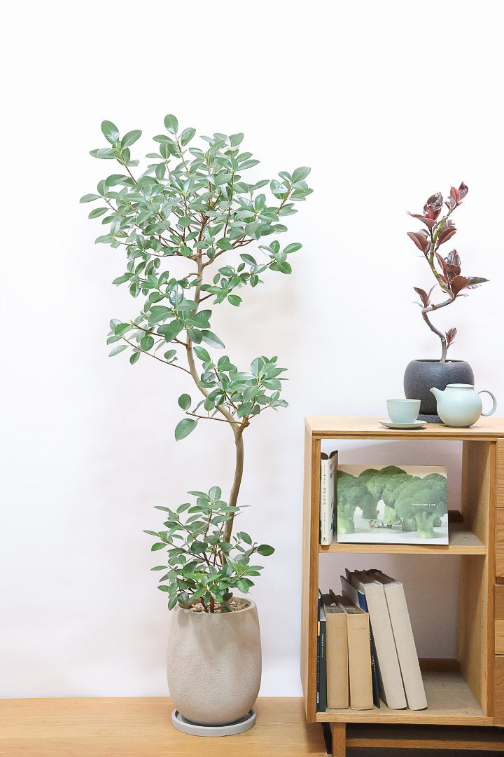 【フランスゴム】ボリュームのあるタイプ！シンプルでイイ感じの樹形なのでお部屋のシンボルツリーにいかがでしょうか？
