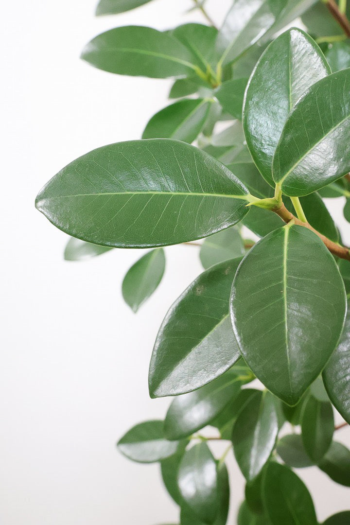 【フランスゴム】ボリュームのあるタイプ！シンプルでイイ感じの樹形なのでお部屋のシンボルツリーにいかがでしょうか？