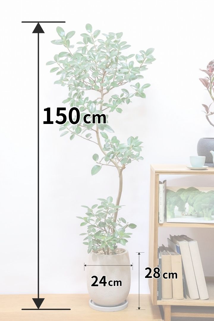 【フランスゴム】ボリュームのあるタイプ！シンプルでイイ感じの樹形なのでお部屋のシンボルツリーにいかがでしょうか？