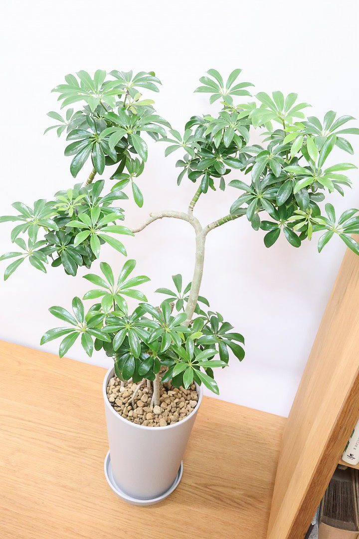 『創』シェフレラ コンパクタ♪ 158cm 太幹•リビングサイズ♪ シェフレラ コンパクタPP61603| 観葉植物の通信販売 | APEGO(アペーゴ)