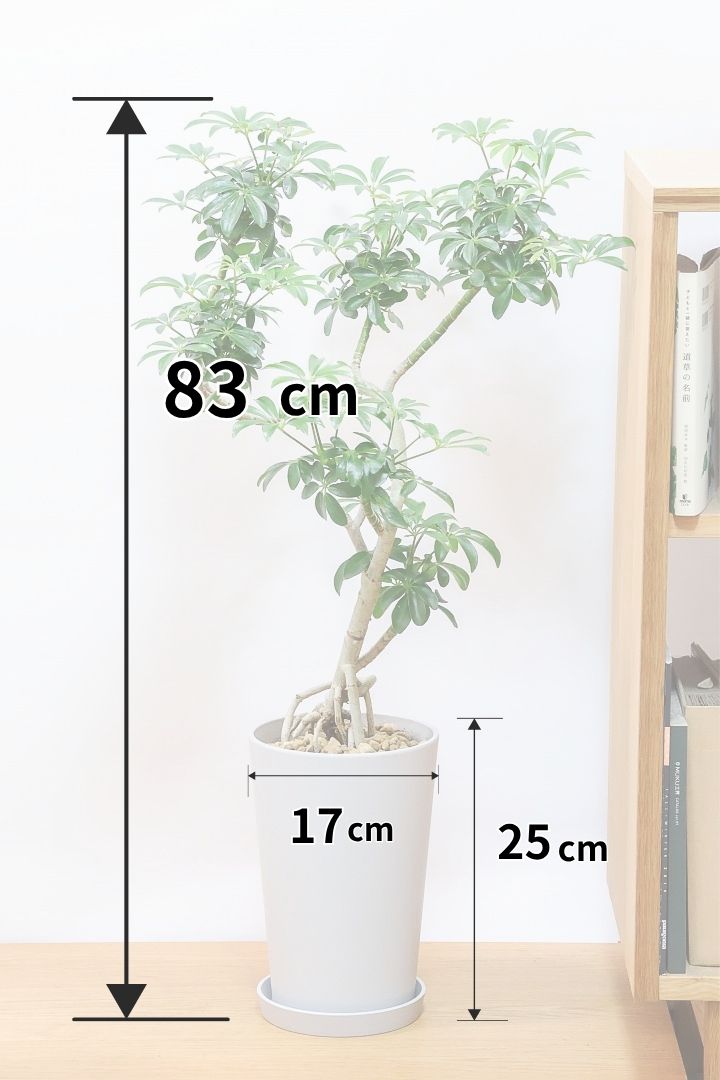 シェフレラ コンパクタPP61603| 観葉植物の通信販売 | APEGO(アペーゴ)