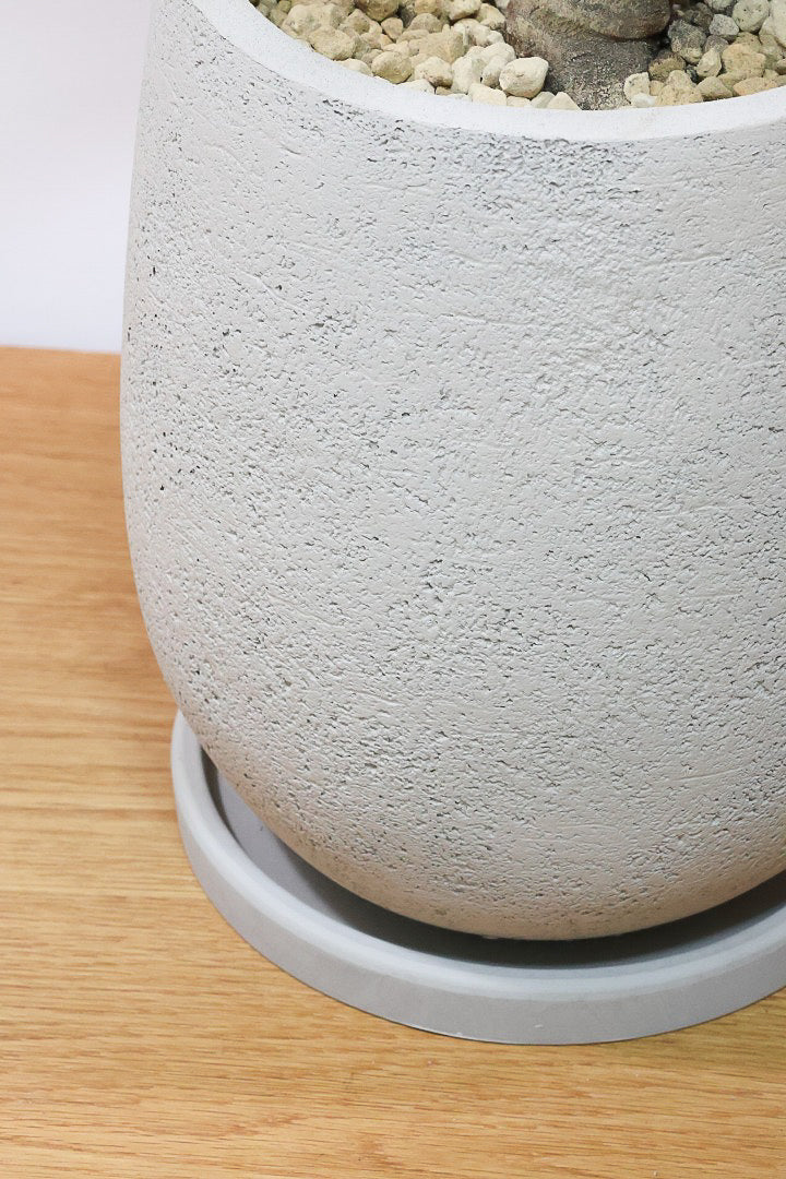 【アルテシマ】美しいカーブを描いた樹形！このサイズのアルテシマはなかなか入荷しませんのでおススメです！