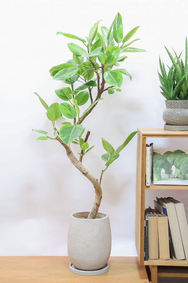【アルテシマ】美しいカーブを描いた樹形！このサイズのアルテシマはなかなか入荷しませんのでおススメです！