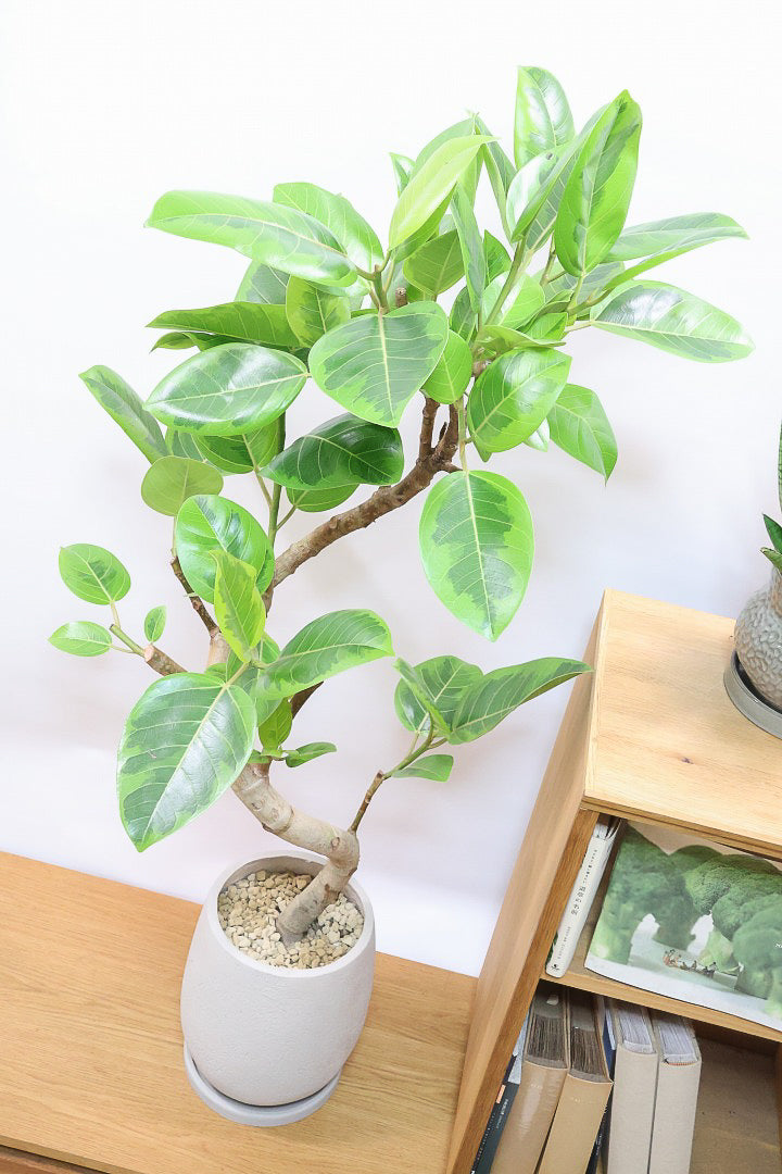 【アルテシマ】美しいカーブを描いた樹形！このサイズのアルテシマはなかなか入荷しませんのでおススメです！