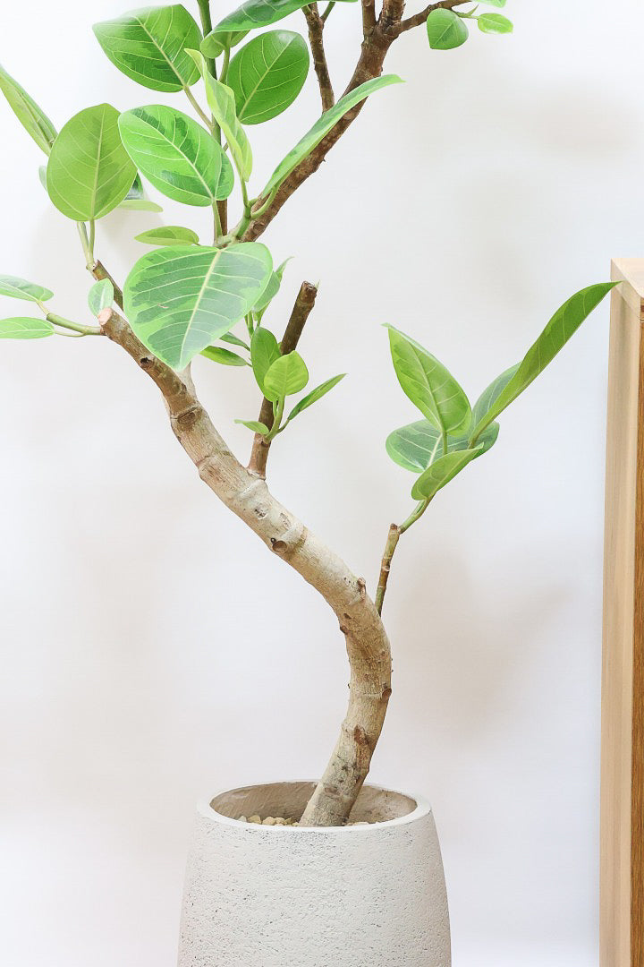 【アルテシマ】美しいカーブを描いた樹形！このサイズのアルテシマはなかなか入荷しませんのでおススメです！