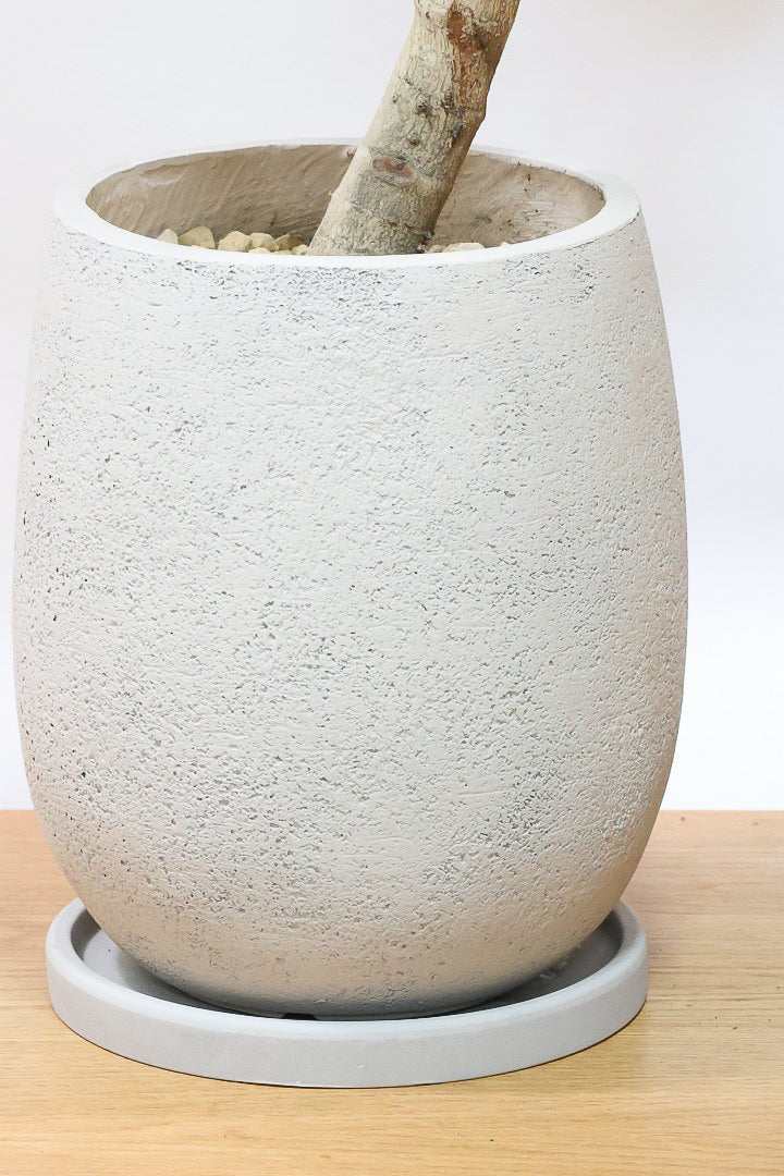 【アルテシマ】美しいカーブを描いた樹形！このサイズのアルテシマはなかなか入荷しませんのでおススメです！