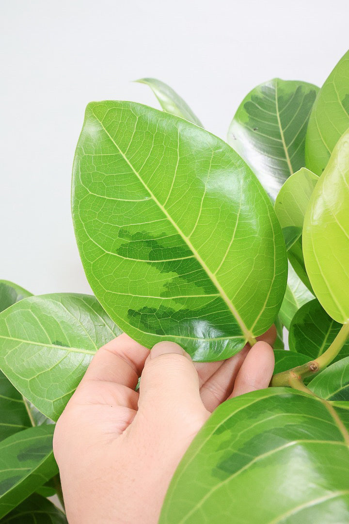 【アルテシマ】美しいカーブを描いた樹形！このサイズのアルテシマはなかなか入荷しませんのでおススメです！