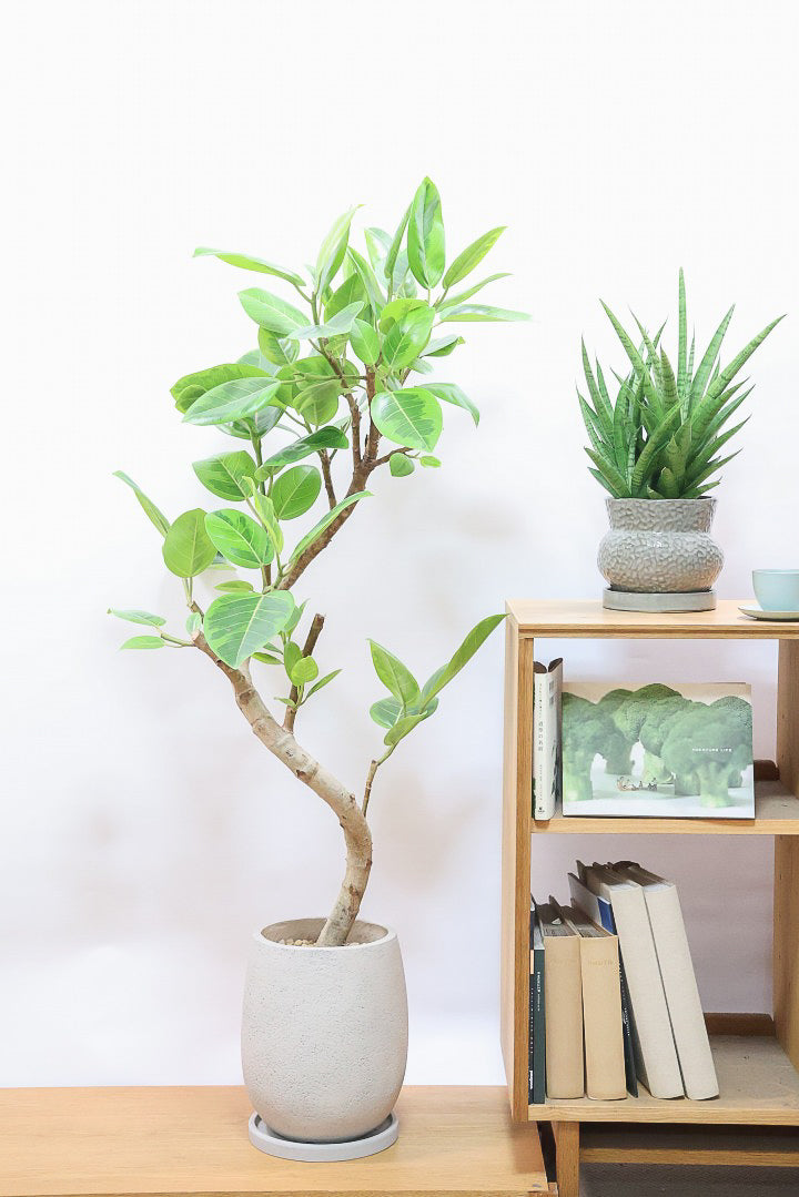 【アルテシマ】美しいカーブを描いた樹形！このサイズのアルテシマはなかなか入荷しませんのでおススメです！