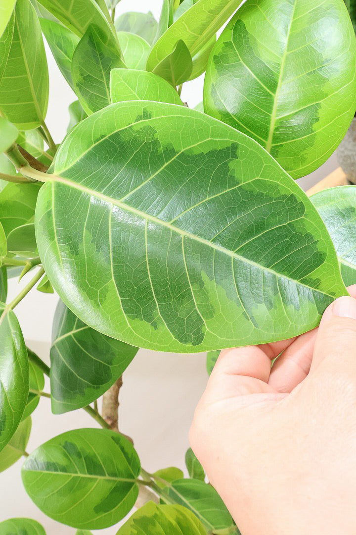 【アルテシマ】美しいカーブを描いた樹形！このサイズのアルテシマはなかなか入荷しませんのでおススメです！