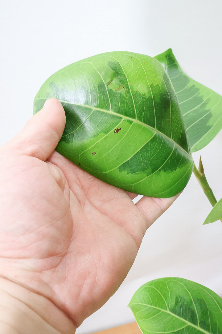 【アルテシマ】美しいカーブを描いた樹形！このサイズのアルテシマはなかなか入荷しませんのでおススメです！