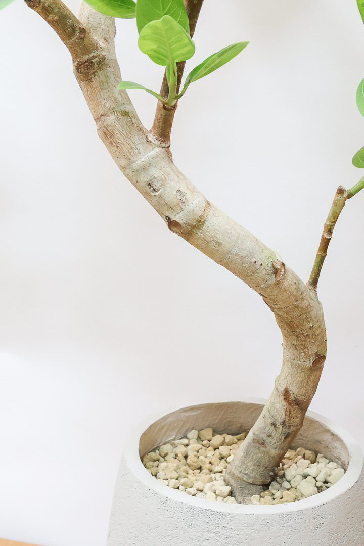 【アルテシマ】美しいカーブを描いた樹形！このサイズのアルテシマはなかなか入荷しませんのでおススメです！