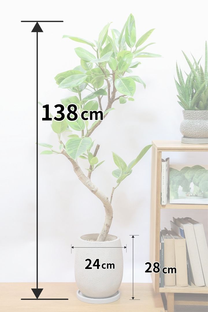 【アルテシマ】美しいカーブを描いた樹形！このサイズのアルテシマはなかなか入荷しませんのでおススメです！