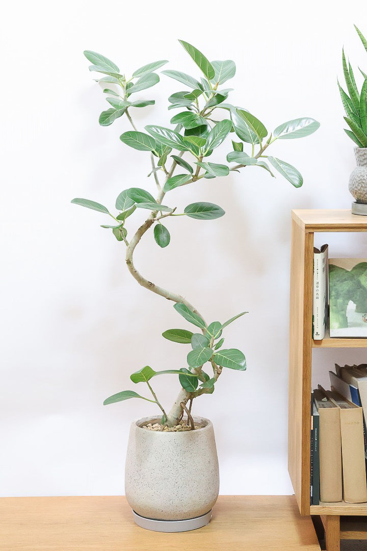 【ベンガレンシス】この樹形はイイ！温暖な鹿児島県で生長したしっかりとした幹！自信を持っておすすめします！