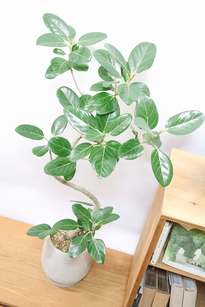 【ベンガレンシス】この樹形はイイ！温暖な鹿児島県で生長したしっかりとした幹！自信を持っておすすめします！