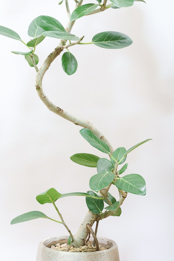 【ベンガレンシス】この樹形はイイ！温暖な鹿児島県で生長したしっかりとした幹！自信を持っておすすめします！