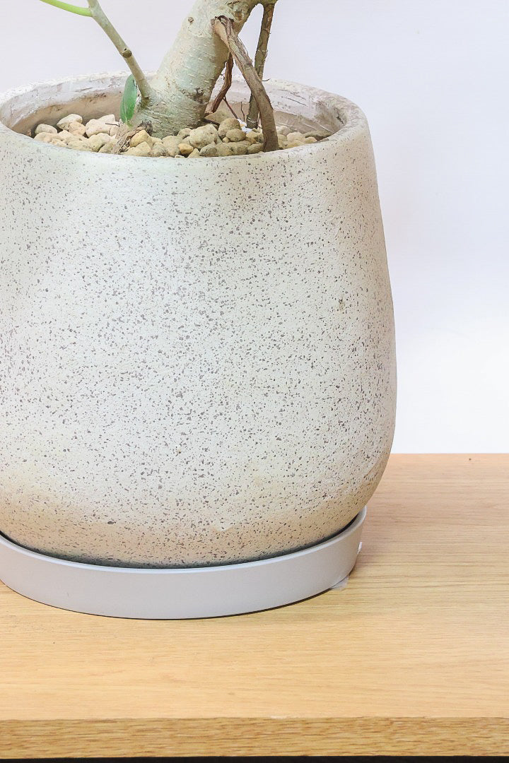 【ベンガレンシス】この樹形はイイ！温暖な鹿児島県で生長したしっかりとした幹！自信を持っておすすめします！