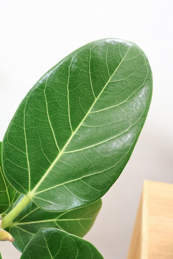 【ベンガレンシス】この樹形はイイ！温暖な鹿児島県で生長したしっかりとした幹！自信を持っておすすめします！