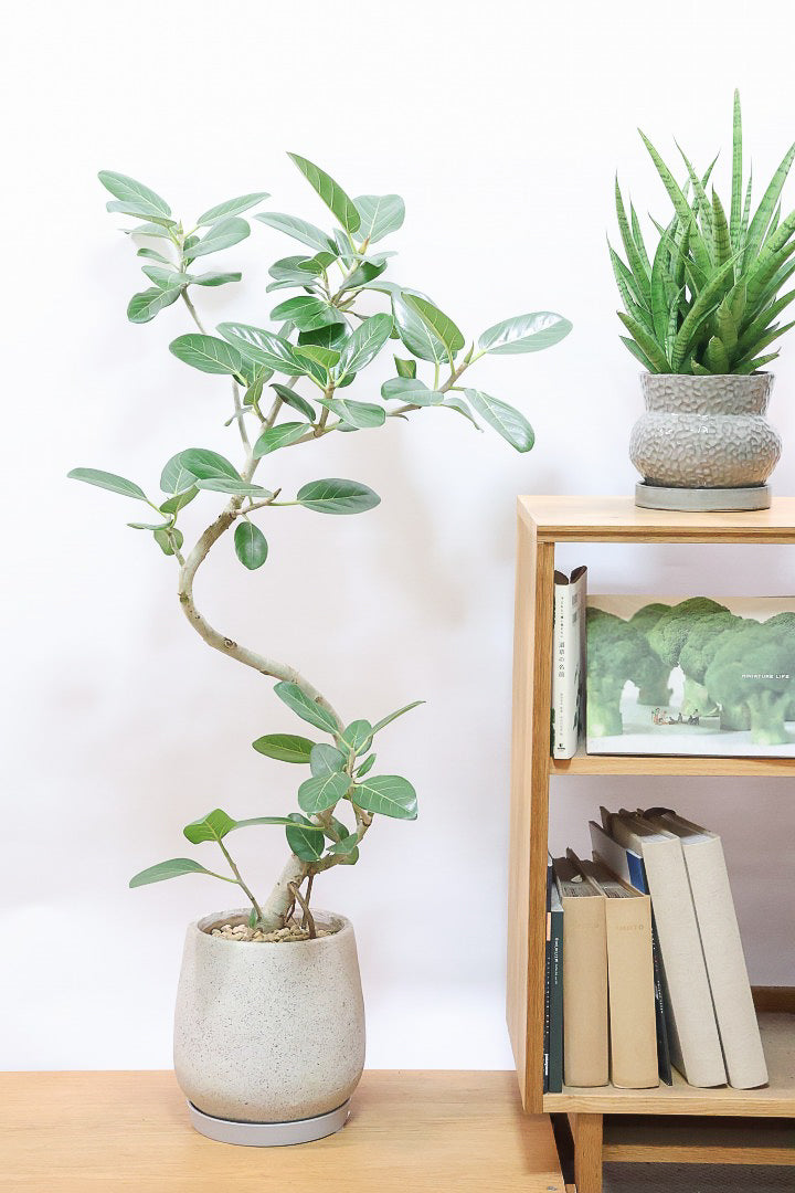 【ベンガレンシス】この樹形はイイ！温暖な鹿児島県で生長したしっかりとした幹！自信を持っておすすめします！