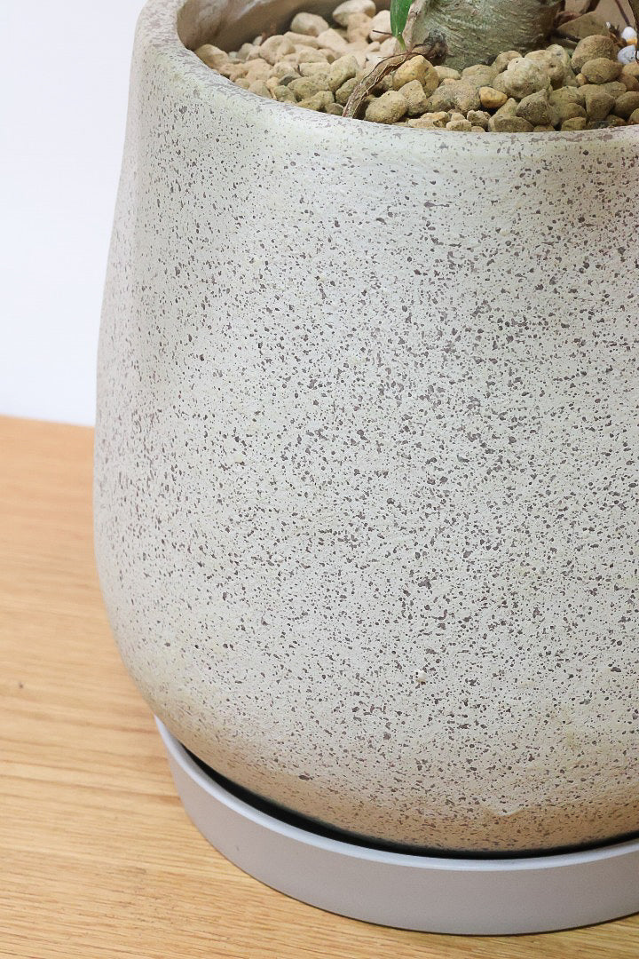 【ベンガレンシス】この樹形はイイ！温暖な鹿児島県で生長したしっかりとした幹！自信を持っておすすめします！