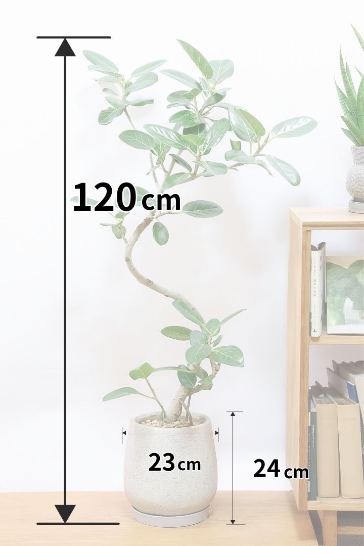 【ベンガレンシス】この樹形はイイ！温暖な鹿児島県で生長したしっかりとした幹！自信を持っておすすめします！