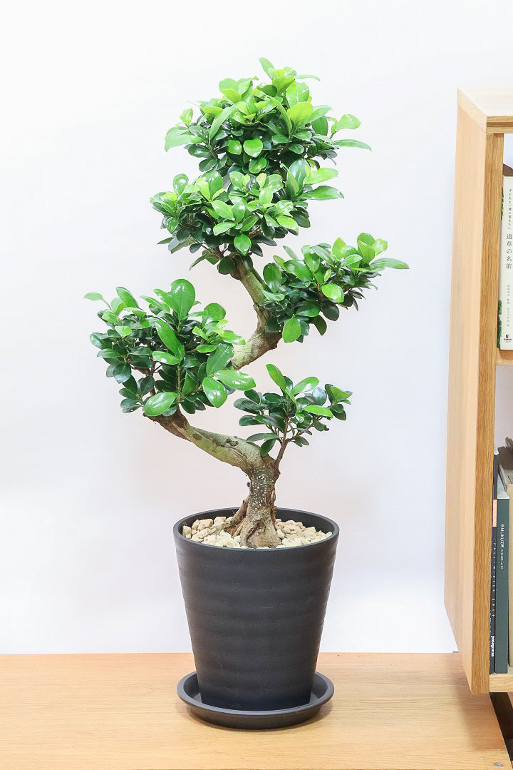 【ガジュマル】S字にカーブした幹が個性的！仕入れ時に個性的な枝を選んで仕入れてきました！おすすめです！