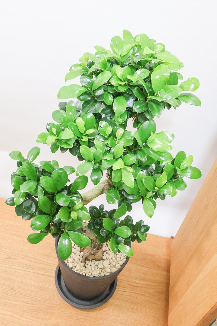 【ガジュマル】S字にカーブした幹が個性的！仕入れ時に個性的な枝を選んで仕入れてきました！おすすめです！