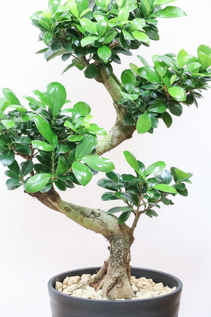 【ガジュマル】S字にカーブした幹が個性的！仕入れ時に個性的な枝を選んで仕入れてきました！おすすめです！