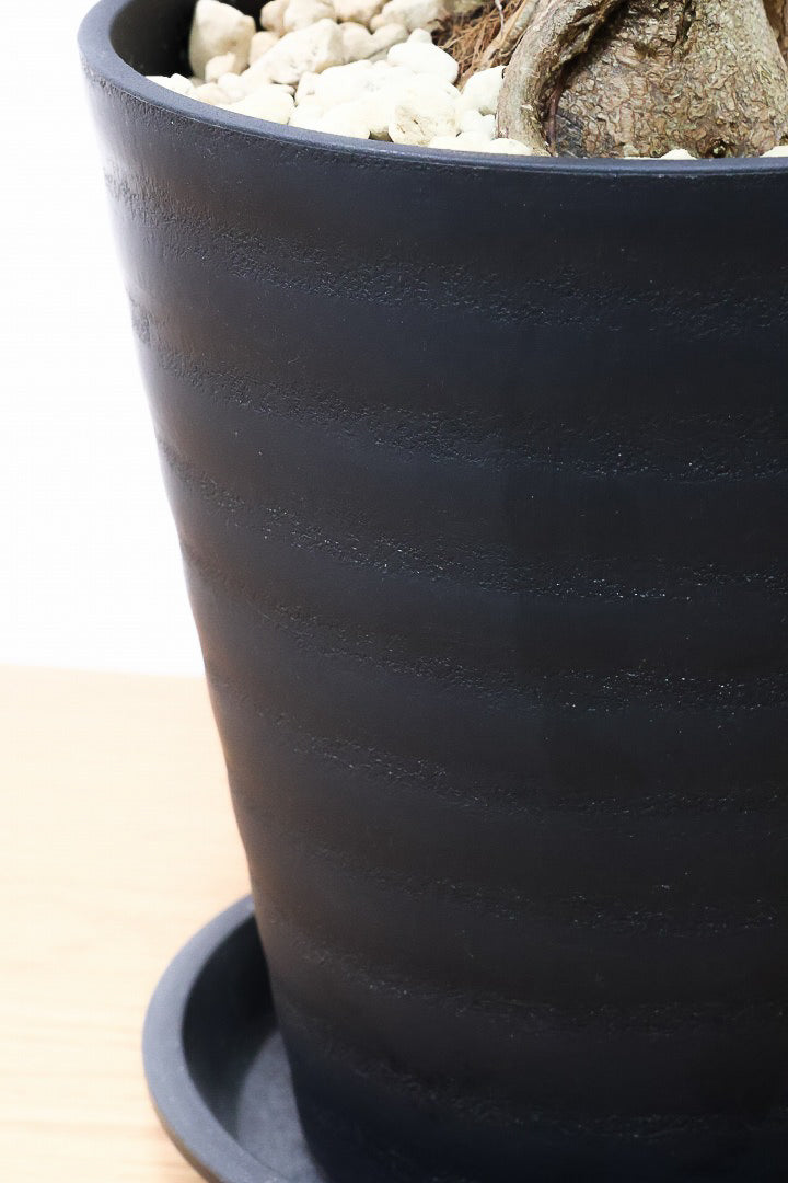 【ガジュマル】S字にカーブした幹が個性的！仕入れ時に個性的な枝を選んで仕入れてきました！おすすめです！