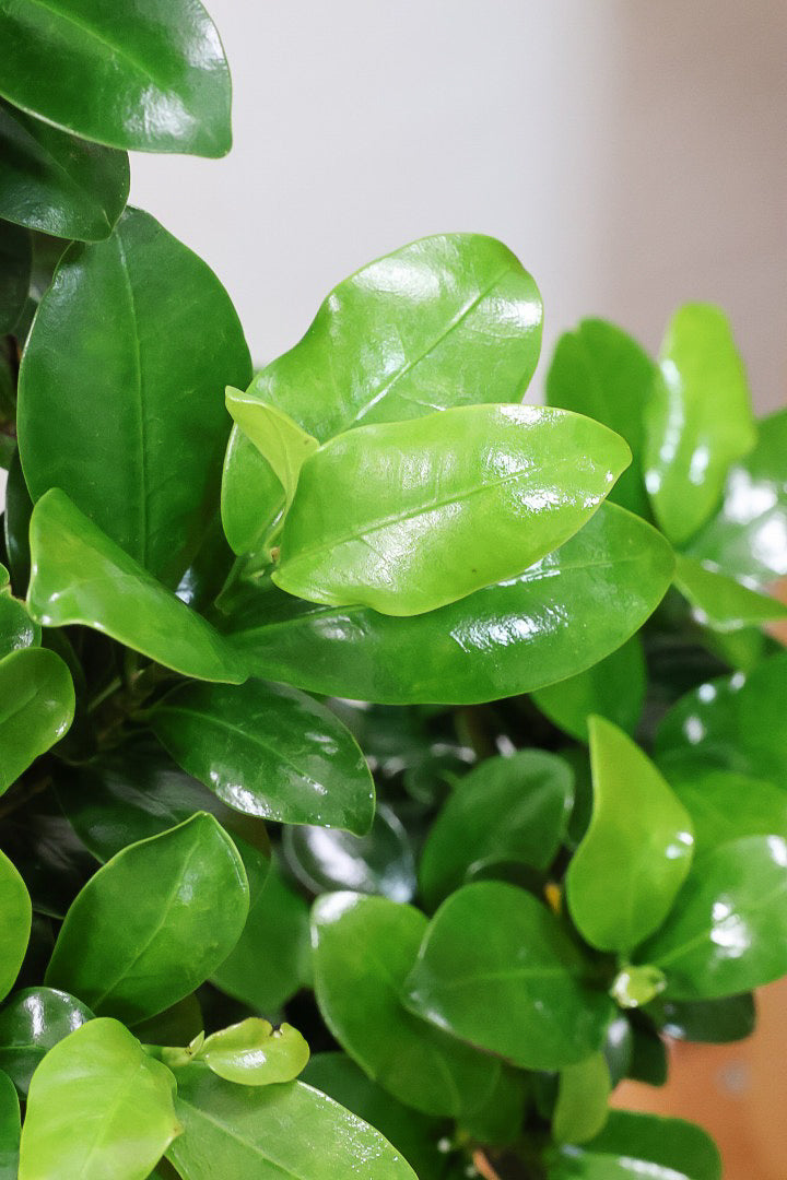 【ガジュマル】S字にカーブした幹が個性的！仕入れ時に個性的な枝を選んで仕入れてきました！おすすめです！