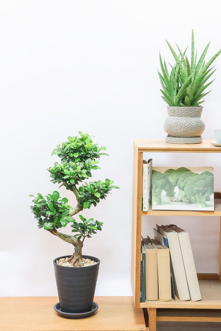 【ガジュマル】S字にカーブした幹が個性的！仕入れ時に個性的な枝を選んで仕入れてきました！おすすめです！