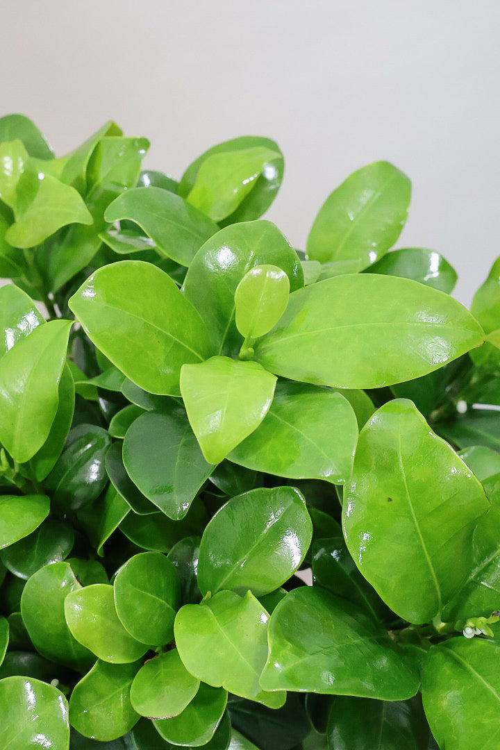 【ガジュマル】S字にカーブした幹が個性的！仕入れ時に個性的な枝を選んで仕入れてきました！おすすめです！