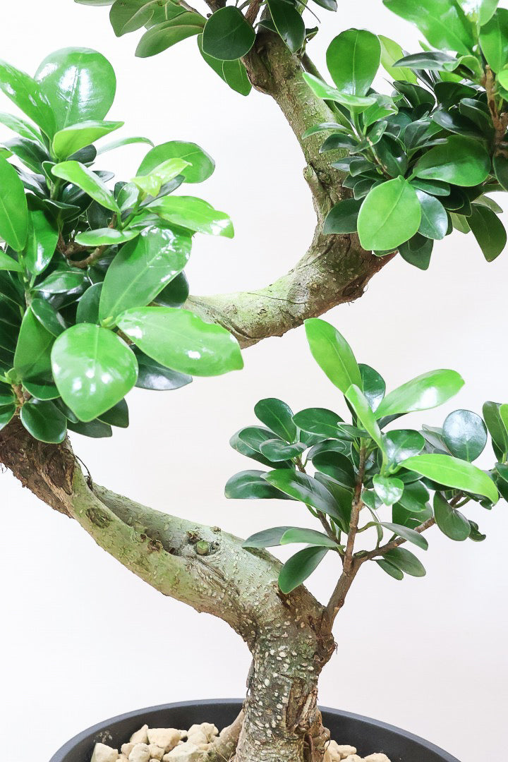 【ガジュマル】S字にカーブした幹が個性的！仕入れ時に個性的な枝を選んで仕入れてきました！おすすめです！