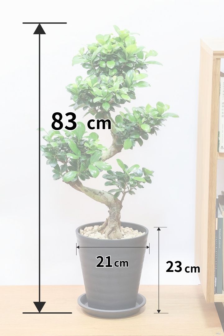 【ガジュマル】S字にカーブした幹が個性的！仕入れ時に個性的な枝を選んで仕入れてきました！おすすめです！