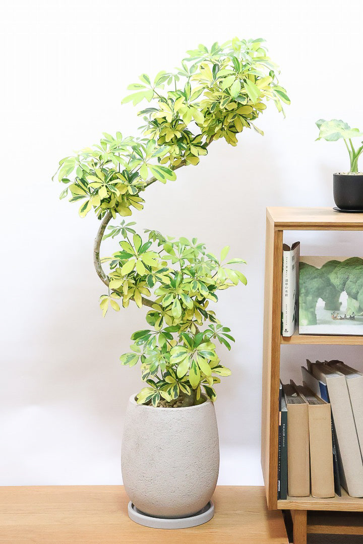 【シェフレラ ハッピーイエロー】しっかりし幹が美しく、丈夫で育てやすいので初心者の方にもおすすめ！