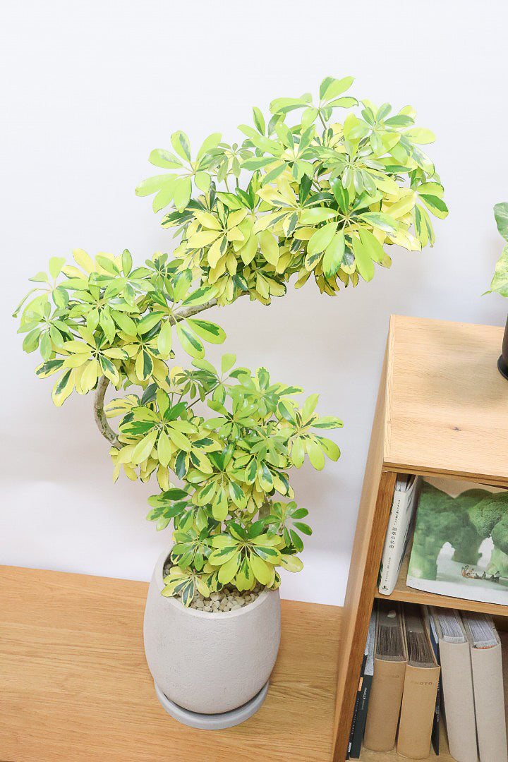 【シェフレラ ハッピーイエロー】しっかりし幹が美しく、丈夫で育てやすいので初心者の方にもおすすめ！