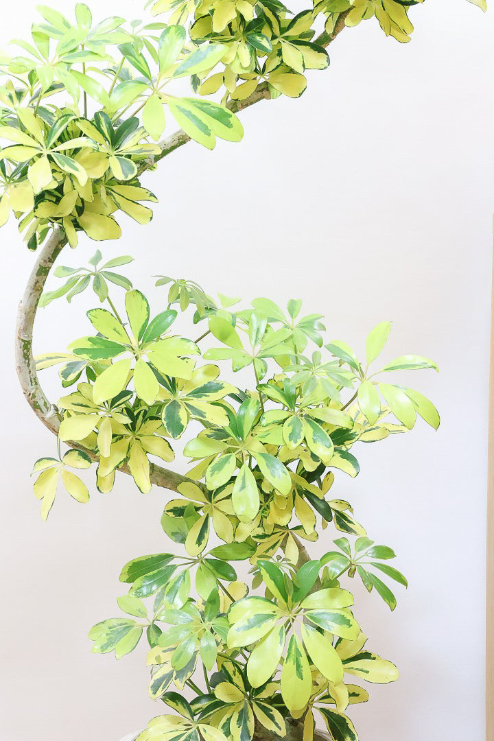 【シェフレラ ハッピーイエロー】しっかりし幹が美しく、丈夫で育てやすいので初心者の方にもおすすめ！