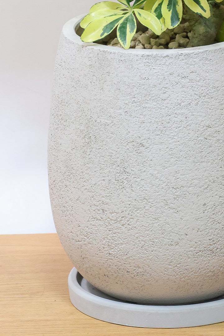 【シェフレラ ハッピーイエロー】しっかりし幹が美しく、丈夫で育てやすいので初心者の方にもおすすめ！