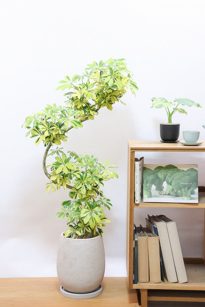 【シェフレラ ハッピーイエロー】しっかりし幹が美しく、丈夫で育てやすいので初心者の方にもおすすめ！