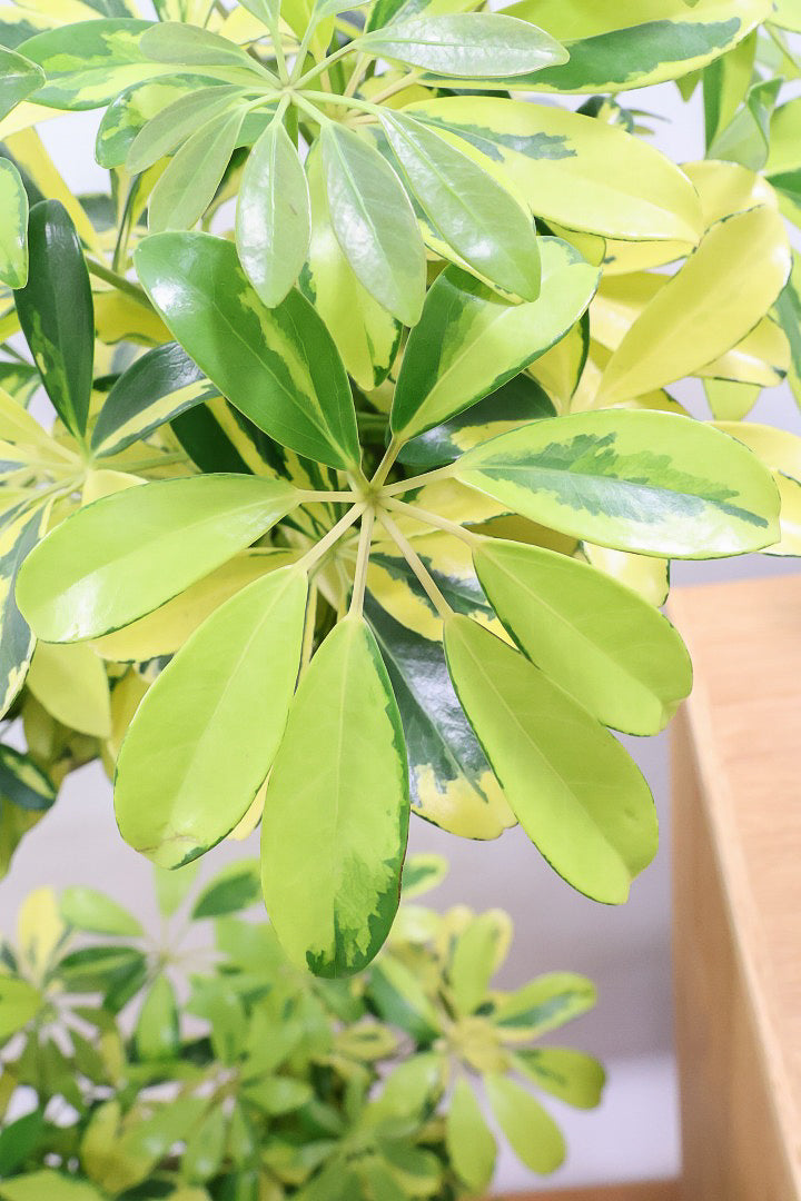 【シェフレラ ハッピーイエロー】しっかりし幹が美しく、丈夫で育てやすいので初心者の方にもおすすめ！