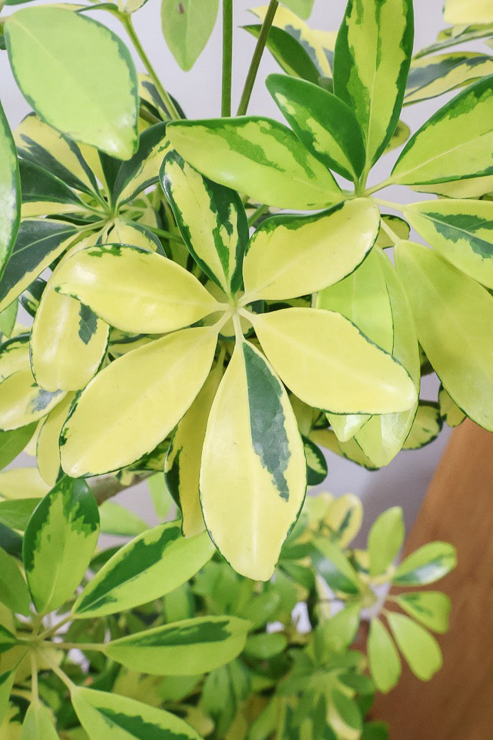 【シェフレラ ハッピーイエロー】しっかりし幹が美しく、丈夫で育てやすいので初心者の方にもおすすめ！