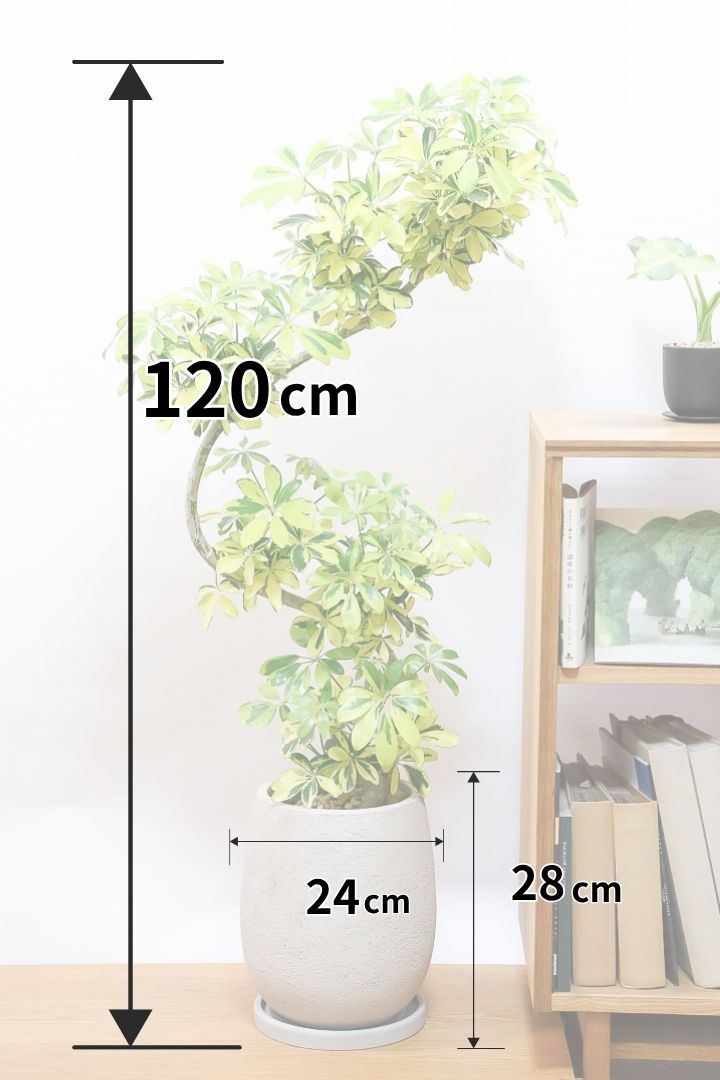 【シェフレラ ハッピーイエロー】しっかりし幹が美しく、丈夫で育てやすいので初心者の方にもおすすめ！