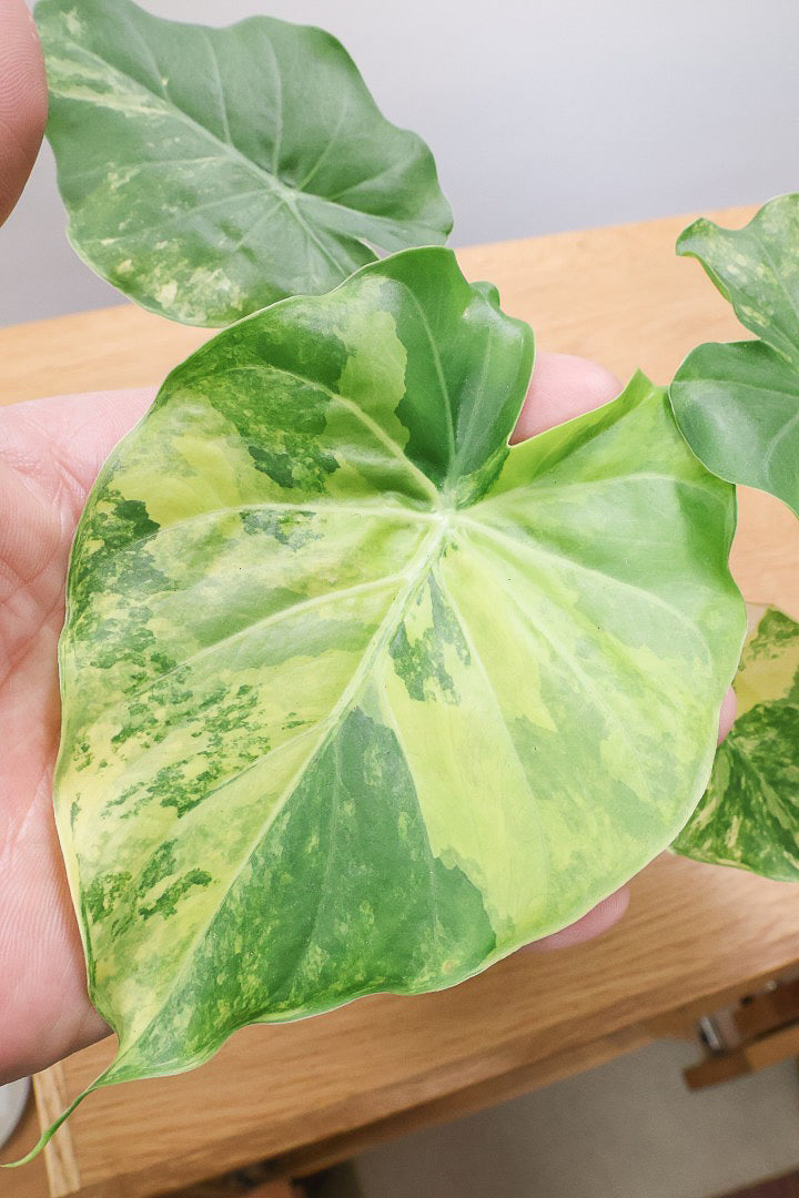 【アロカシア マクロリゾス オーレア】※１鉢限定※APEGO初入荷！この黄斑はかなりキレイ！軽量なポリプロピレン製のPOTです！